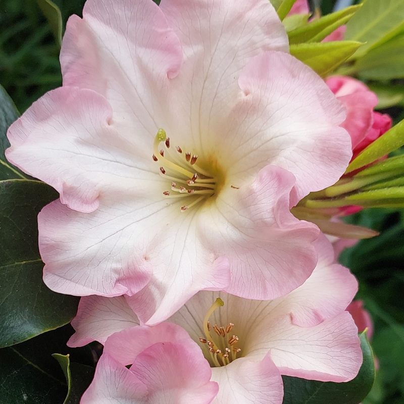 Close-up of Rhododendron Georges Delight flowers with delicate light pink petals, visible stamens, and green leaves in the background.