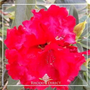 Close-up of a bright red Rhododendron flower with frilled petals, set against green foliage. The image is framed with a white border and features the text "Rhododendron Grace Seabrook" at the bottom along with a floral logo. This vibrant bloom reminds us of the stunning Grace Seabrook variety.