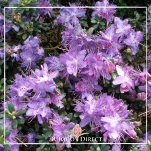 Purple rhododendron flowers cluster together amid dark green leaves, showcasing the natural beauty of this remarkable plant. Text on the image reads "Rhododendron Impeditum" with a stylized flower logo.