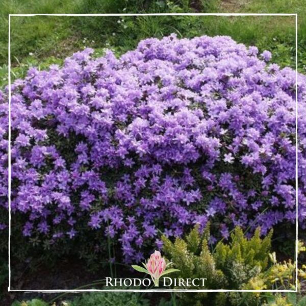 A bush of purple Rhododendron Impeditum in full bloom, surrounded by small green shrubs. The image has a border and the "Rhododirect" logo at the bottom center.