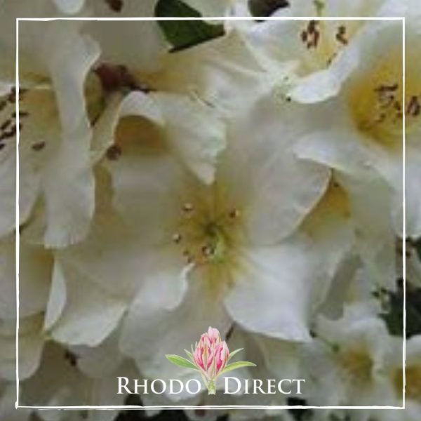 Rhodo direct rhododendron rhododendron rhododen.