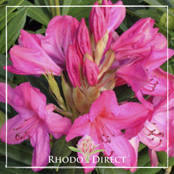 Rhododendron direct Rhododendron Kings Cerise.