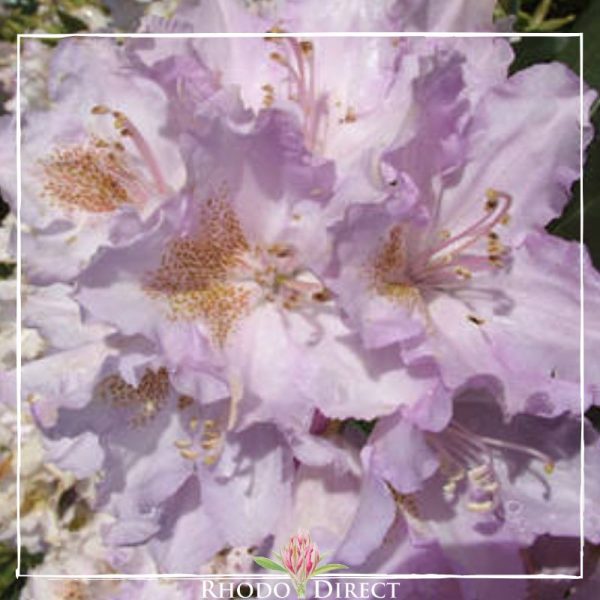A close up image of a purple rhododendron.
