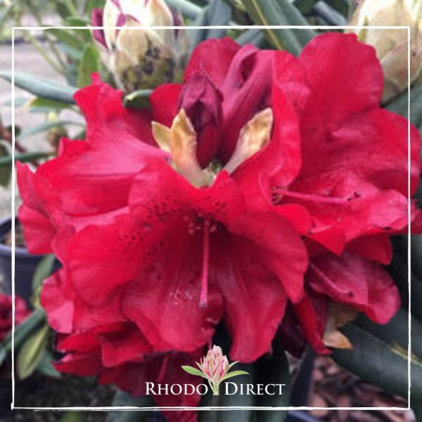 Red rhododendron - rhododendron direct.