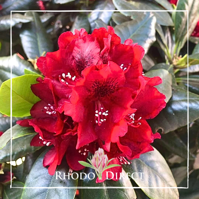 A vibrant cluster of Rhododendron Lady in Red flowers with dark green leaves and white stamens. "Rhododendron Direct" text at the bottom.