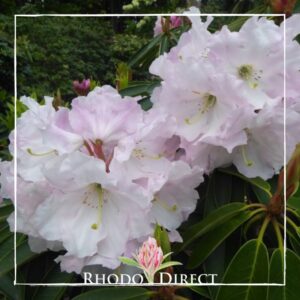 Close-up of light pink Rhododendron  blossoms with visible stamens, surrounded by green leaves, with a "Rhodo Direct" logo at the bottom.