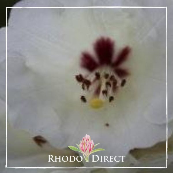 A close up of a white rhododendron flower.