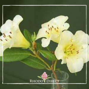 Rhododendron rhododendron rhododendron rhodo.