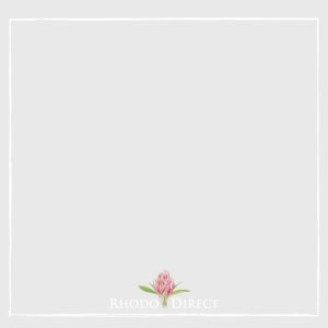 An image of a pink flower on a white background.