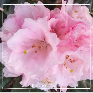A pink rhododendron with the words rhododendrons rhododen.