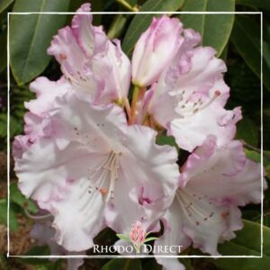 Close-up of light pink Rhododendron Loder's White flowers with a prominent watermark from "Rhodo Direct" in the corner.