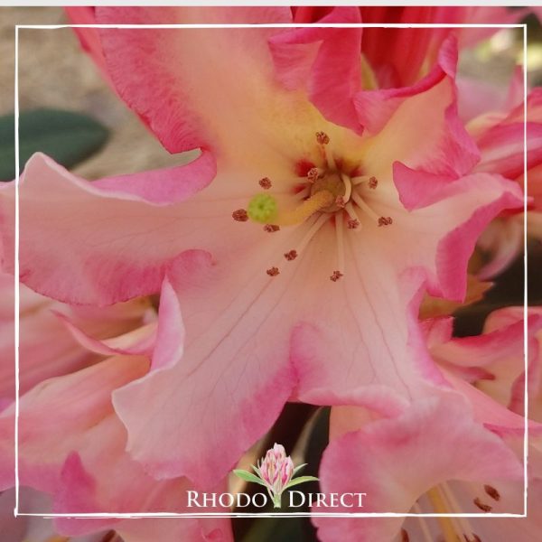 A pink rhododendron with the words rhododendron direct.