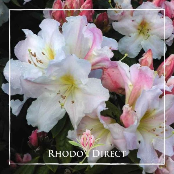 Rhododendron direct rhododendrons rhododendrons rh.