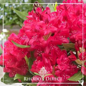 Red rhododendron flowers in a vase with the text rhodo direct.