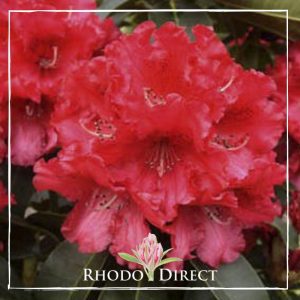 A red rhododendron with the words rhododendron direct.