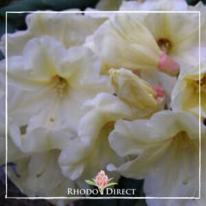 Close-up of pale yellow Rhododendron Nancy Evans flowers with a slight pink hue at the centers, bearing the watermark "Rhodo Direct.