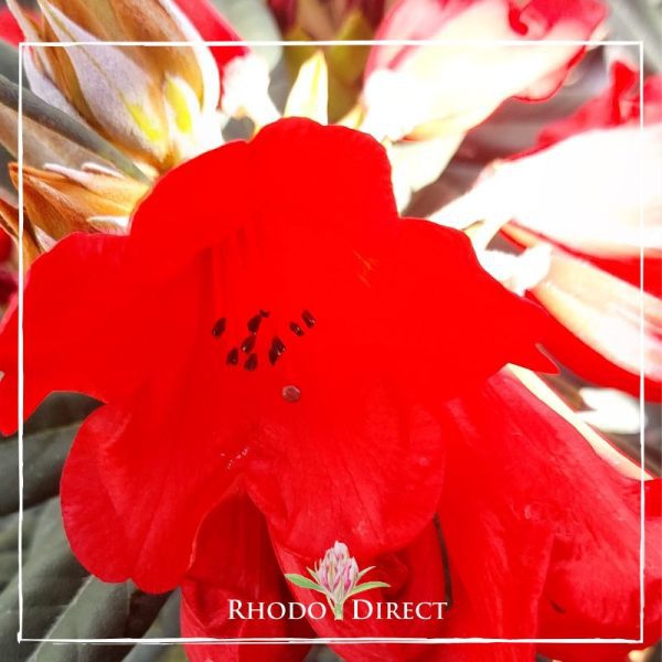 A red flower with the words rhododendron direct.