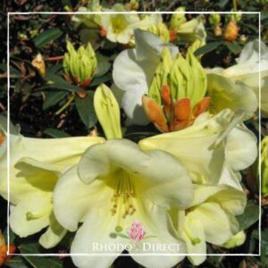 Close-up of pale yellow 'Rhododendron Michaels Pride' flowers in bloom with buds and green leaves, under sunlight.