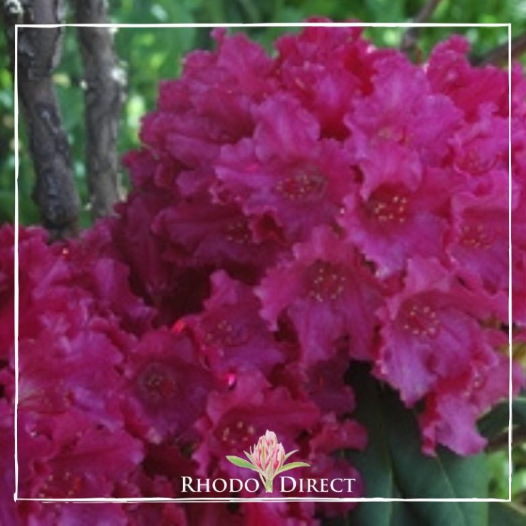 Rhododendron Most Admired RhodoDirect Buy Rhododendrons Online In 21-archilochus-quotes-kidadl