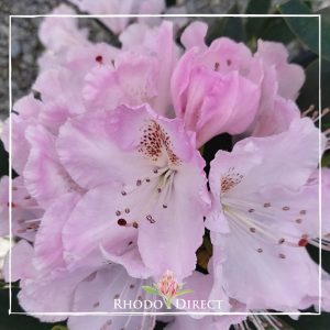 A pink rhododendron with the words rhodo direct.