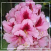 Rhododendron Mrs GW Leak