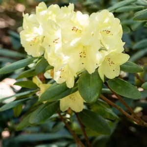 Cluster of pale yellow Rhododendron Patty Bee flowers with green leaves in natural sunlight.
