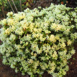 A dense Rhododendron Patty Bee bush blooms with numerous pale yellow and white flowers, thriving in a garden amid visible soil and surrounding greenery.