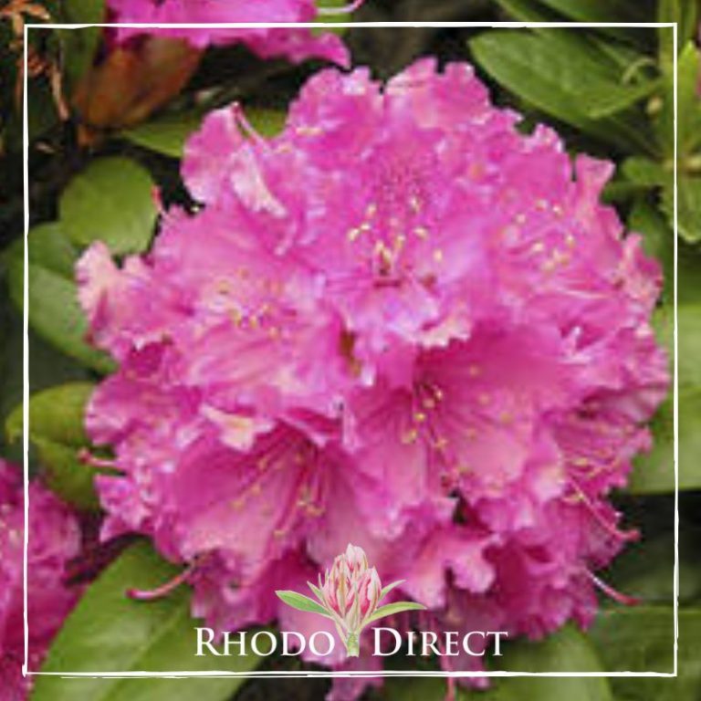 Rhododendron Rocket - RhodoDirect: Buy Rhododendrons Online in New Zealand