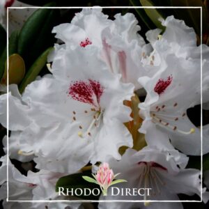A cluster of white Rhododendron Tiana flowers with pink speckles and a logo for "Rhodo Direct" in the corner.