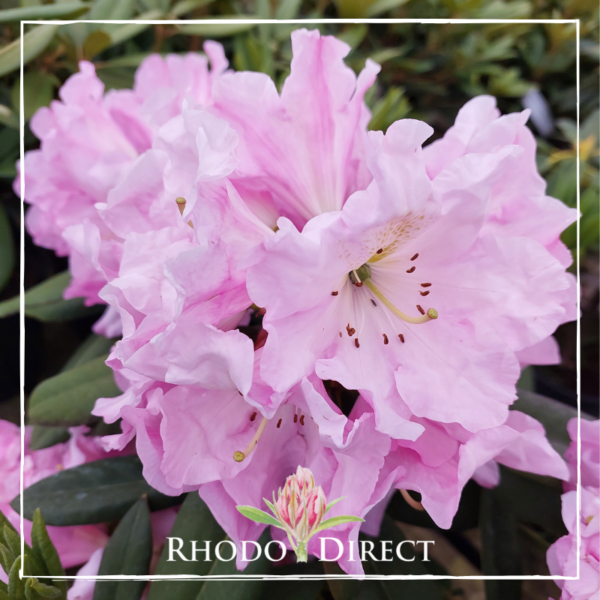 Rhododendron Tom Everitt