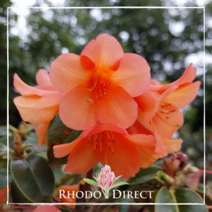 Rhododendron Trewithian Orange