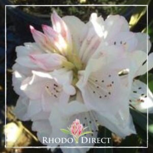 Close-up of a white Rhododendron Triumph de Grande bloom with pink accents, sunlight filtering through petals, watermarked with "RHODO DIRECT" in the foreground.