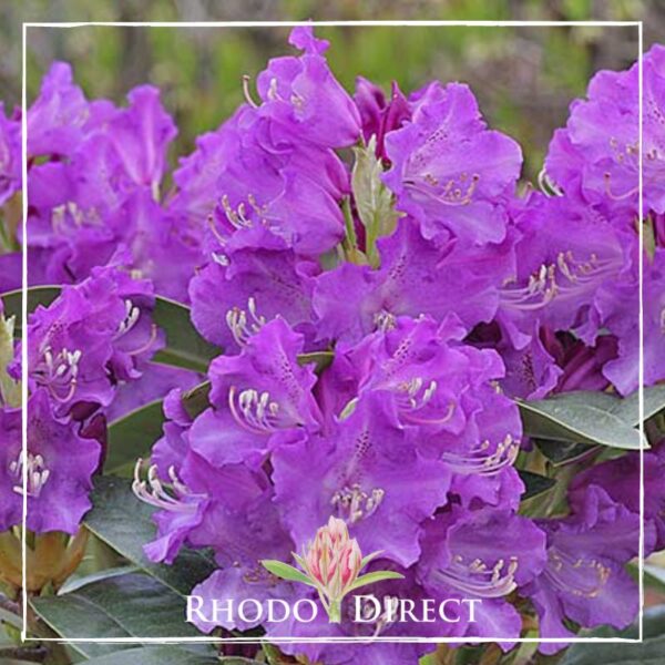 Close-up of vibrant purple rhododendron flowers with "Rhodo Direct" text and logo at the bottom. Featuring the stunning Rhododendron True Blue variety in all its glory.