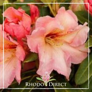 Close-up of vibrant pink Rhododendron Winsong flowers with a watermark reading "Rhodo Direct" at the bottom.