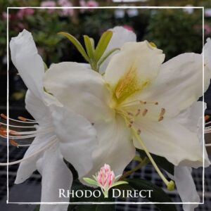 Close-up of a white Rhododendron Anne Teece flower with a yellow-green center, surrounded by blurred greenery, with the "Rhododendron Anne Teece" logo in the corner.