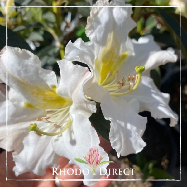 Close-up of white Rhododendron Grandiflorum flowers with a hint of yellow, vibrant green leaves in the background, Rhodo Direct logo at the top.