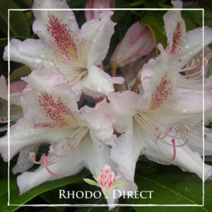 Close-up of white and pink Rhododendron Kings Buff flowers with dew drops on petals, surrounded by green leaves. Logo "RHODO DIRECT" at top.