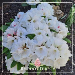 A cluster of vibrant white "Rhododendron Summer Cloud" flowers in bloom, with a single pink bud among them, in a garden setting, marked by Rhodo Direct.