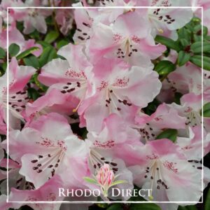 Pink and white Rhododendron Moupinense flowers with dark spots on petals, green leaves visible, and a logo reading "RHODO DIRECT" at the bottom.