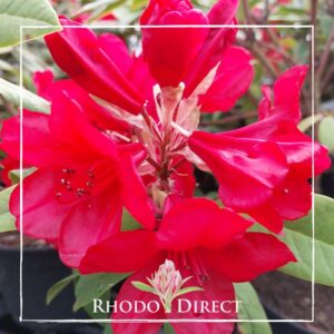 A close-up of bright red rhododendron flowers with green leaves in the background. The image, reminiscent of Betsie Balcom's botanical artistry, has a white border with the text "Rhododendron Betsie Balcom" at the bottom center.