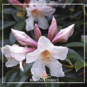 Pink and white Rhododendron Kotuku flowers blooming, with dark green leaves in the background, and a "Rhodo Direct" logo at the bottom.