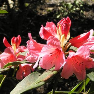 Close-up of Rhododendron Fairy Light flowers in bloom, their pink petals glowing against lush green leaves and a dark, softly blurred background.