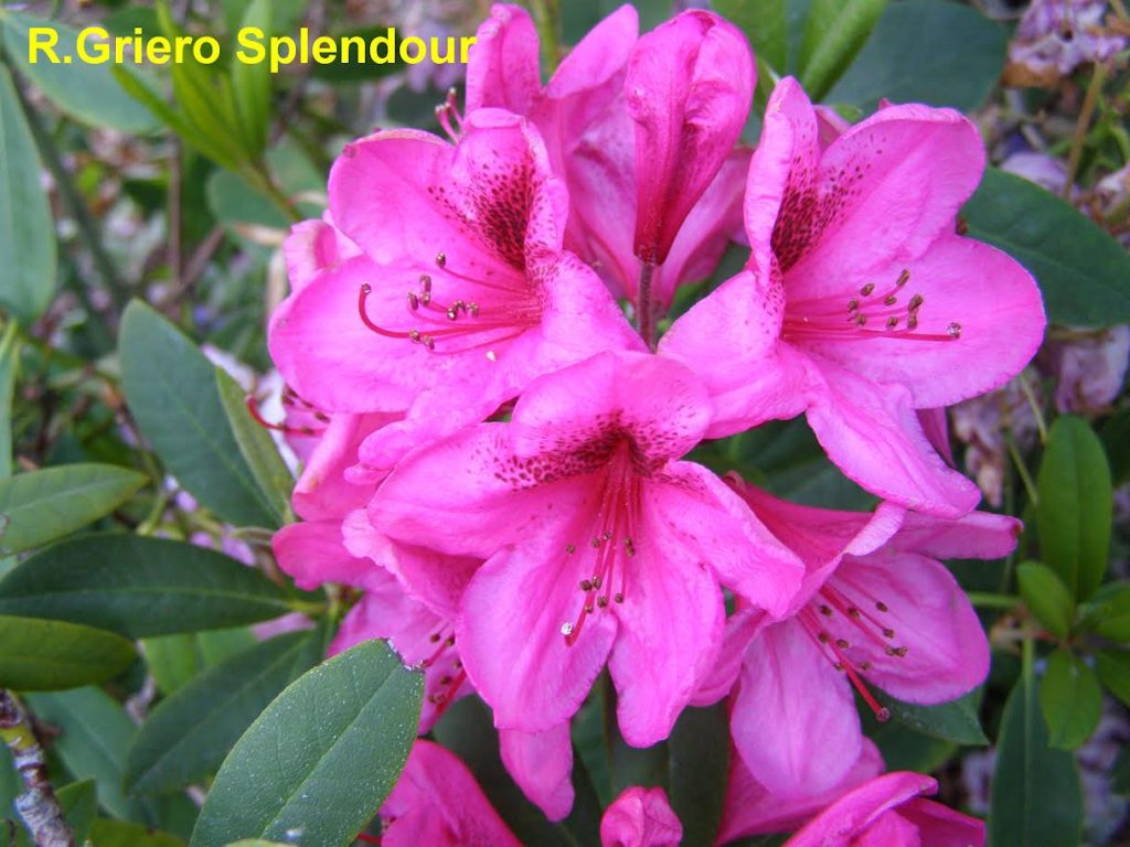 Rhododendron Griero Splendour