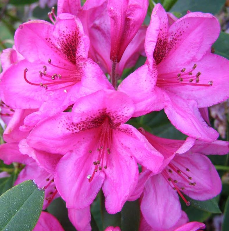 Close-up of vivid pink Rhododendron Griero Splendour blooms with lush green leaves in the background; “Rhododendron Griero Splendour” text appears in yellow at the top left.