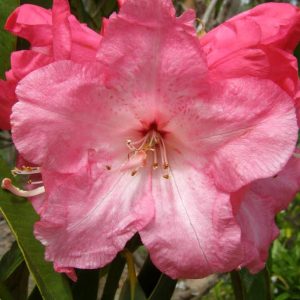 Close-up of the Rhododendron Beauty Of Tremwough in bloom, showcasing its vibrant pink petals, visible stamens, and lush green leaves.
