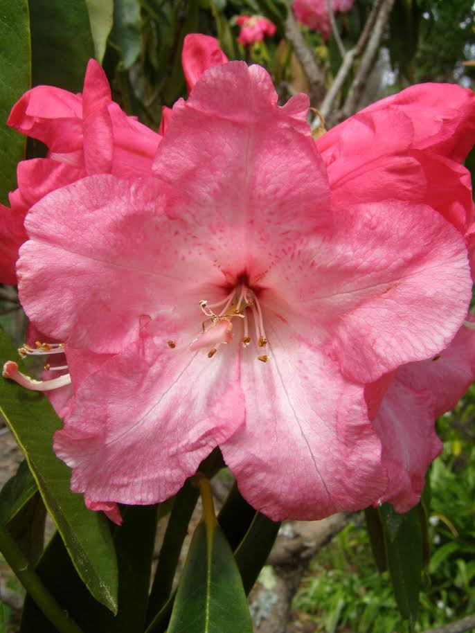 Close-up of the Rhododendron Beauty Of Tremwough in bloom, showcasing its vibrant pink petals, visible stamens, and lush green leaves.