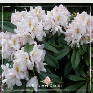 A cluster of pale pink Rhododendron James Burchett flowers with yellow centers, surrounded by dark green leaves, with the logo "RHODO DIRECT" at the top.