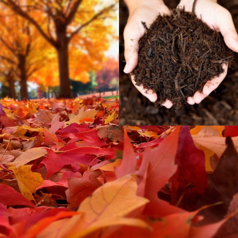 A person holds a handful of soil above a ground covered in red and orange autumn leaves, with trees in the background displaying fall foliage.