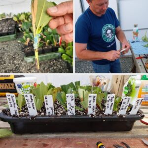 A man works with plant cuttings at a table. The image shows labeled Rhododendron propagation cuttings with roots, wrapped in tape, and placed in soil trays, showcasing a meticulous rooting process that hints at success.