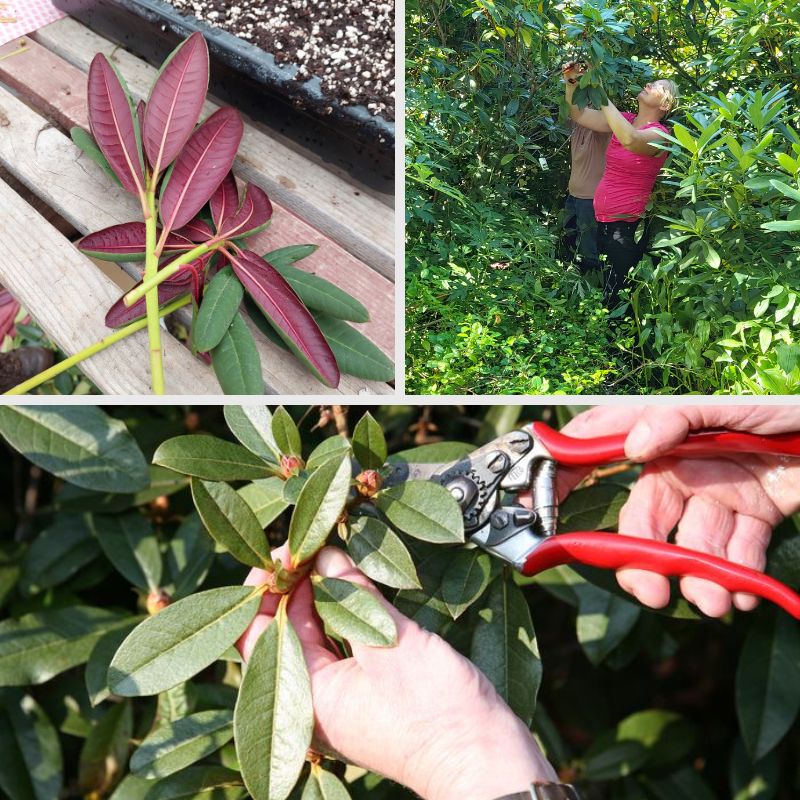 Top left: Red leaves on a wooden surface. Top right: Two people working in dense greenery to ensure rhododendron propagation. Bottom: Hands using pruning shears on green leaves for successful cultivation.